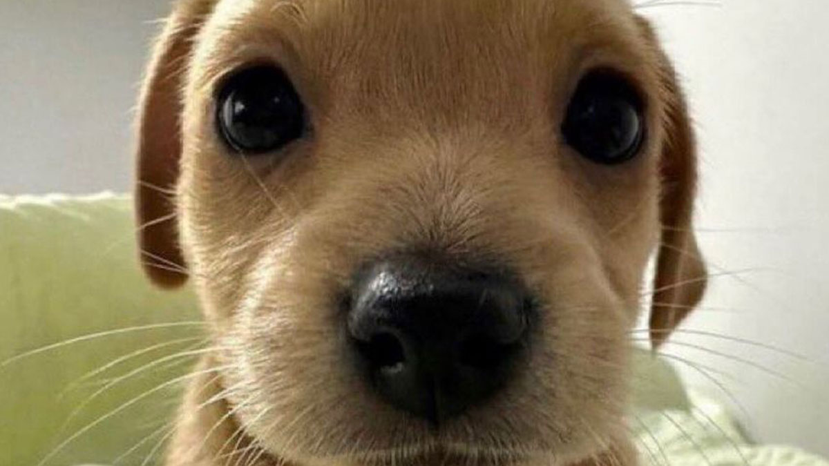 Uploaded image for fact checking